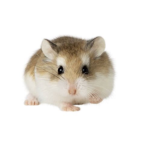 hamsters for sale at petsmart near me